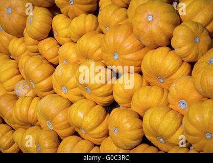 Zucche Foto Stock