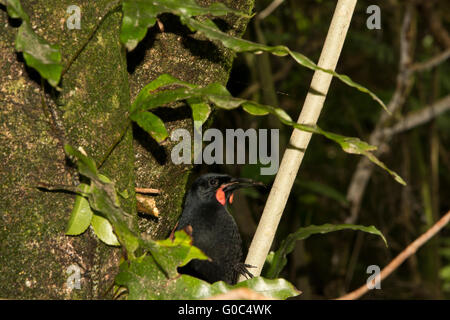 L'Isola del nord a doppio spiovente è un wattlebird nel passerine bird group ed è endemica in Nuova Zelanda. Foto Stock