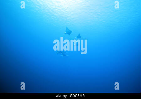 Spotted Raggi Eagle Foto Stock