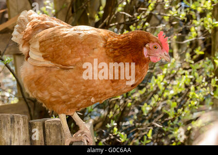 Rosso di palissonatura pollo, Germania Foto Stock