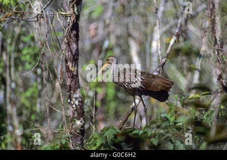 Limpkin cerca la sua preda favorita la lumaca Apple Foto Stock