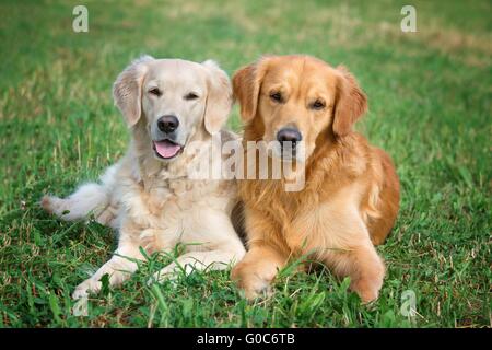 Ritratto di due giovani cani giocando nel prato Foto Stock