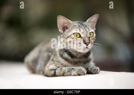 Gatto sulla parete Foto Stock