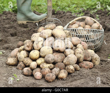 Appena raccolto di patate Foto Stock