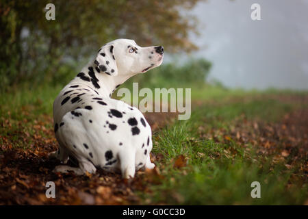 Dalmata di autunno Foto Stock
