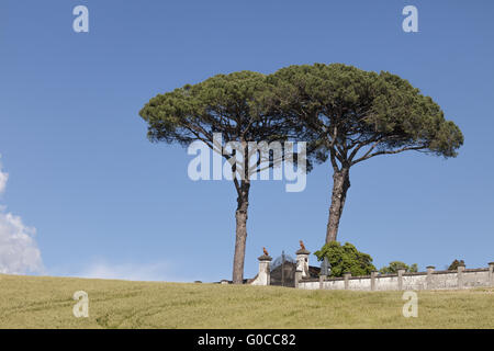 Paesaggio con pini a Vinci, Toscana, Italia Foto Stock