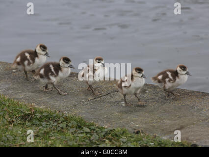 Oca egiziana bambini 4 Foto Stock