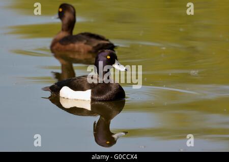 Anatre tufted su un lago Foto Stock