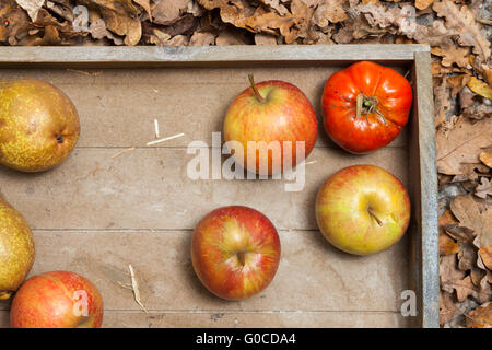 Frutta di autunno Foto Stock