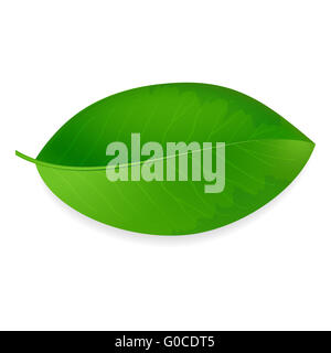 Verde foglia Foto Stock