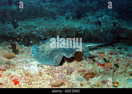 Nero-spotted Stingray Foto Stock