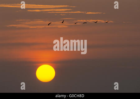 Comune di volo gru davanti al sole di mattina t Foto Stock