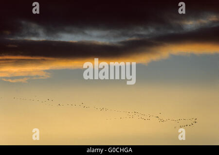 Sandhill gru migrano in autunno verso sud Foto Stock