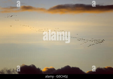 Sandhill gru migrano in autunno verso sud Foto Stock