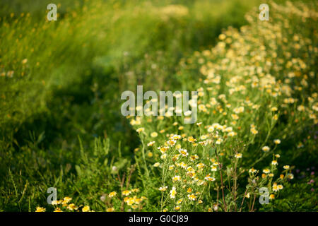 Un campo del bianco e del giallo wild la coltivazione dei fiori con un molto basse e sognanti la profondità di campo. Foto Stock