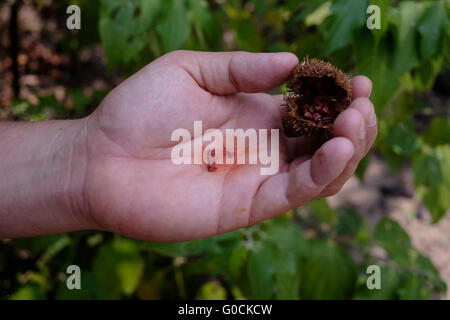 Una persona in possesso di una matura achiote pod, mostrando il rosso semi. ( Achiote Bixa orellana ) è un arbusto o piccolo albero originario dalla regione tropicale delle Americhe originariamente i semi sono utilizzati per rendere red body paint e il rossetto. Per questo motivo il achiote è talvolta chiamato il rossetto tree. Foto Stock