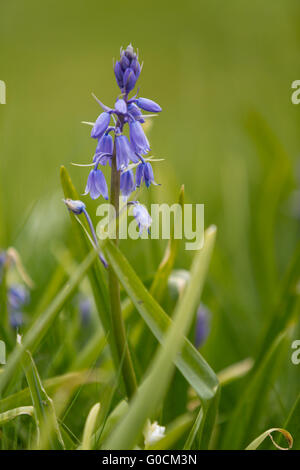 Spanish Bluebell nel campo Foto Stock