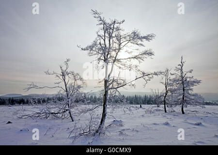 Paesaggio Innevato di Kahler Asten mountain, Germania Foto Stock