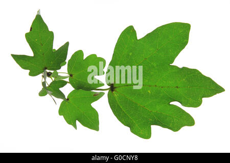 Acero campestre (Acer campestre) Foto Stock