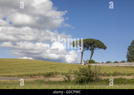 Paesaggio con pini a Vinci, Toscana, Italia Foto Stock