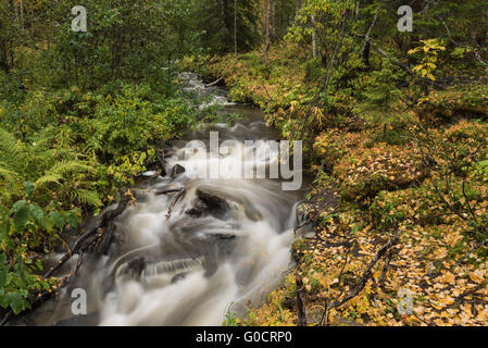 Piccolo fiume di montagna in Vindelfjällen riserva naturale, Kungsleden trail, Lapponia, Svezia Foto Stock