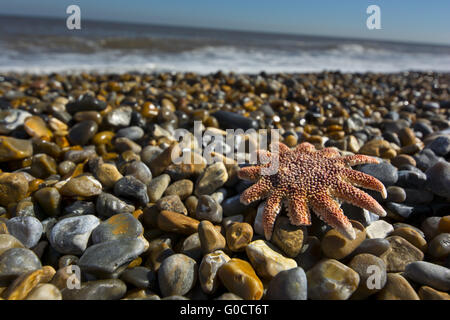 Comune morto stella di mare sulla spiaggia asterias rubens Foto Stock