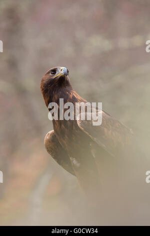 Aquila reale; Aquila chrysaetos sola Scozia - UK Foto Stock