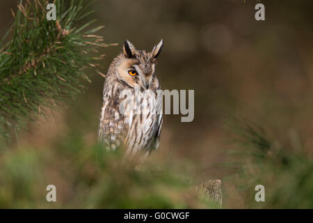 Long Eared Owl; Asio otus singolo in pino Cornwall, Regno Unito Foto Stock