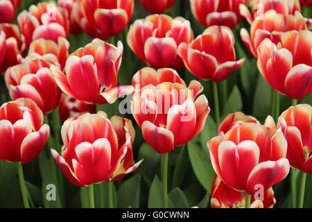 Rosso Bianco i tulipani Foto Stock