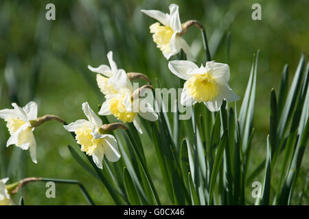 I narcisi che crescono lungo il fiume Cam in Cambridge Foto Stock
