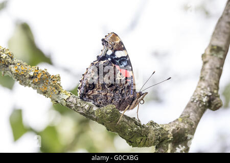 Vanessa Atalanta, Rosso Admiral su un albero in Germania Foto Stock