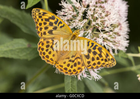 Argento-lavato Fritillary dalla Bassa Sassonia Germania Foto Stock