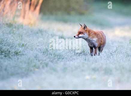 Un selvaggio cane rosso volpe (Vulpes vulpes) su un gelido inizio mattina di primavera nel Warwickshire Foto Stock