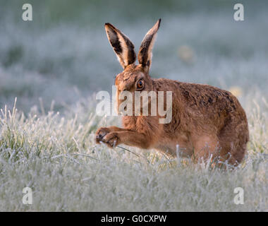 Close up di un marrone lepre (Lepus europaeus) su un gelido inizio mattina di primavera nel Warwickshire Foto Stock