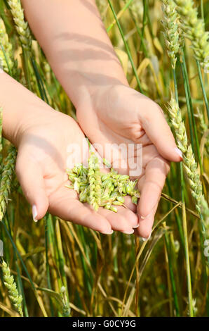 Mani femminili con spighe di grano su un campo wheaten Foto Stock