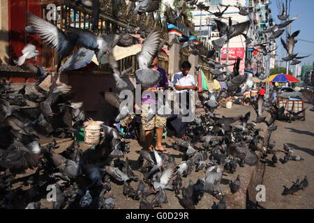 Un uomo alimenta i piccioni davanti a un tempio indù nel centro di Yangon, la Birmania Foto Stock