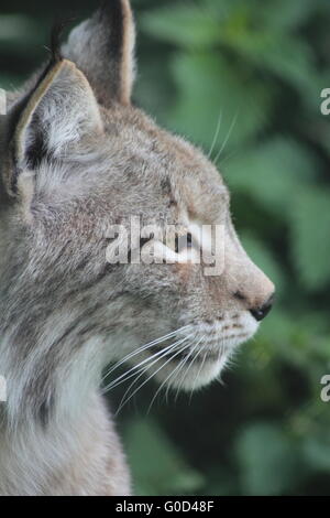 A nord la lince (Felis lynx) Foto Stock