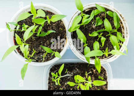 Impianto di piantine di pomodoro. Foto Stock