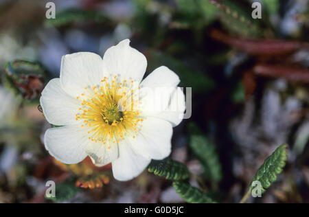 Mountain Avens è il fiore nazionale di Islanda Foto Stock