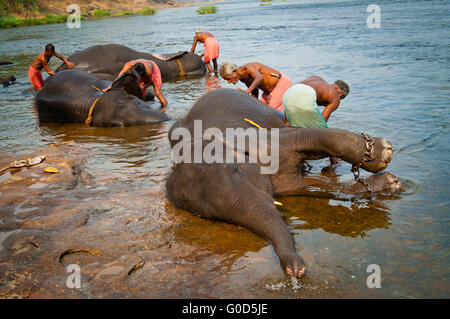 Istruttori di elefanti di balneazione dal santuario vicino a Ernakulam Foto Stock