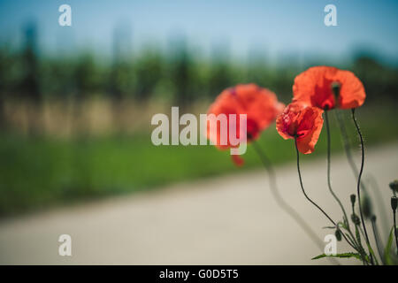 Fiori di papavero in vigna Foto Stock