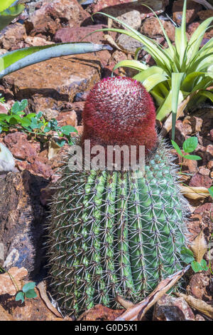 Turks Head Cactus (melocactus) Antigua West Indies Foto Stock