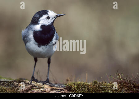 White Wagtail femmina adulta in piumaggio di allevamento Foto Stock