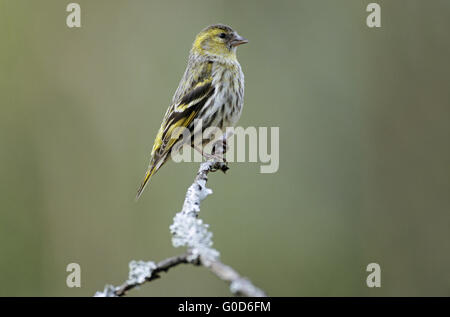 Lucherino femmina adulta si siede su un ramo con il lichen Foto Stock