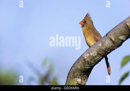 Il Cardinale nord femmina adulta in Everglades Foto Stock