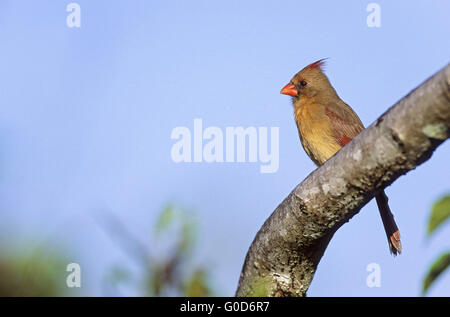 Il Cardinale nord femmina adulta in Everglades Foto Stock