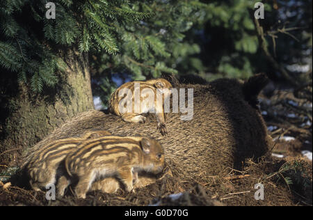 Wild piglet dorme sul retro della sua madre Foto Stock