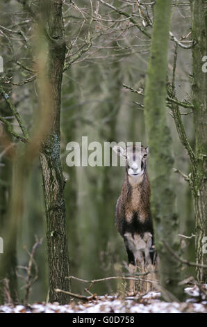 Muflone pecora sorge in un bosco con querce giovani Foto Stock