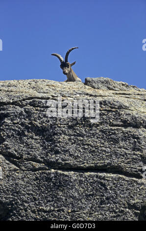 Iberian Ibex buck poggia su una roccia rifugio Foto Stock