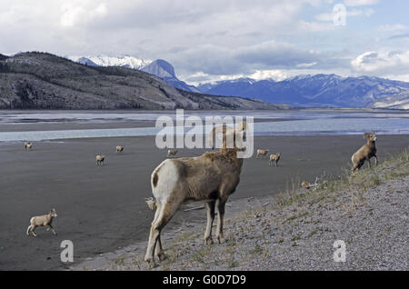 Bighorn Sheeps su una banca di ghiaia delle Montagne Rocciose Foto Stock